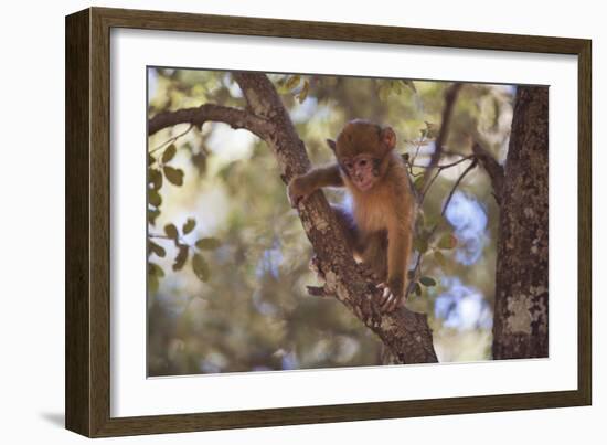 Monkey-null-Framed Photographic Print