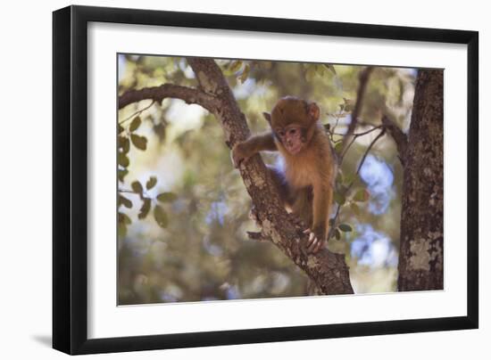 Monkey-null-Framed Photographic Print