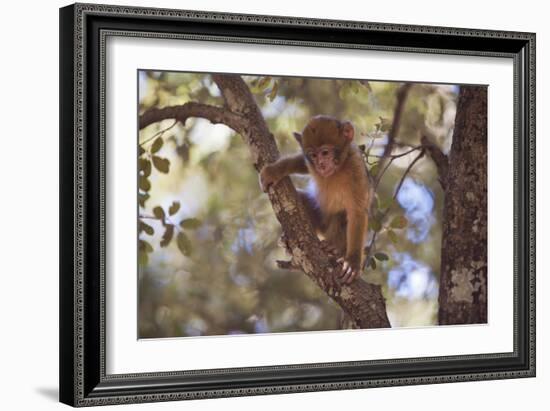 Monkey-null-Framed Photographic Print