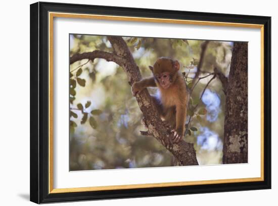 Monkey-null-Framed Photographic Print