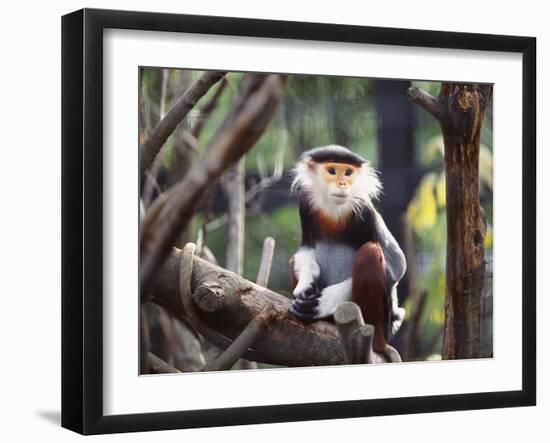 Monkey-WizData-Framed Photographic Print