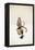 Monkey-Jason Ratliff-Framed Premier Image Canvas