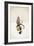 Monkey-Jason Ratliff-Framed Giclee Print