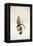 Monkey-Jason Ratliff-Framed Premier Image Canvas