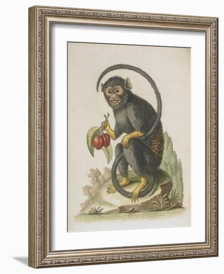 Monkey-null-Framed Giclee Print