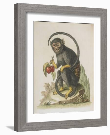 Monkey-null-Framed Giclee Print