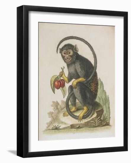 Monkey-null-Framed Giclee Print