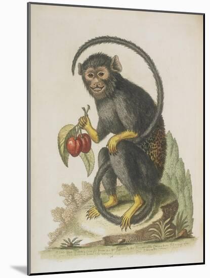 Monkey-null-Mounted Giclee Print