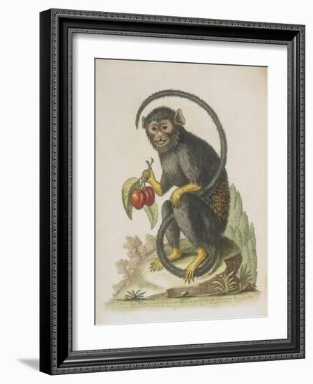 Monkey-null-Framed Giclee Print