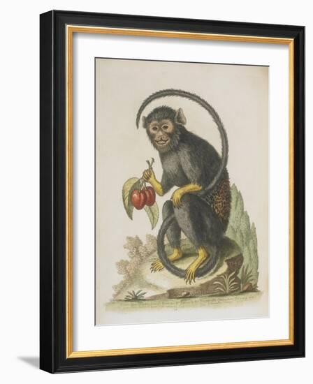 Monkey-null-Framed Giclee Print