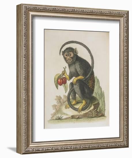 Monkey-null-Framed Giclee Print