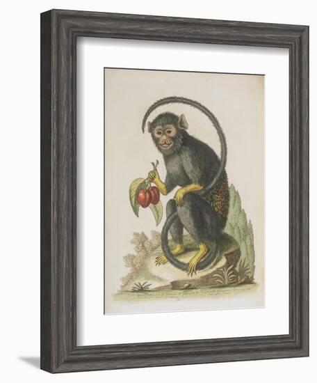 Monkey-null-Framed Giclee Print