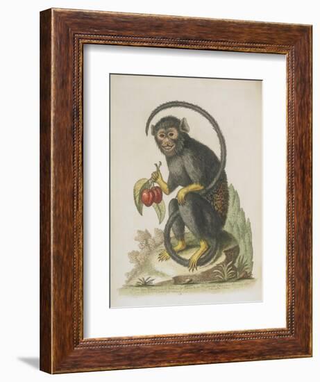 Monkey-null-Framed Giclee Print