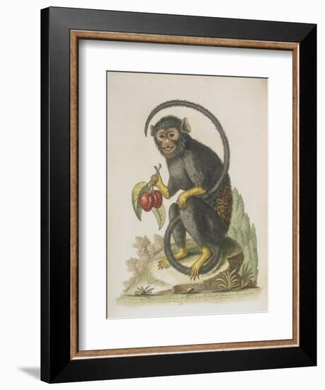 Monkey-null-Framed Giclee Print