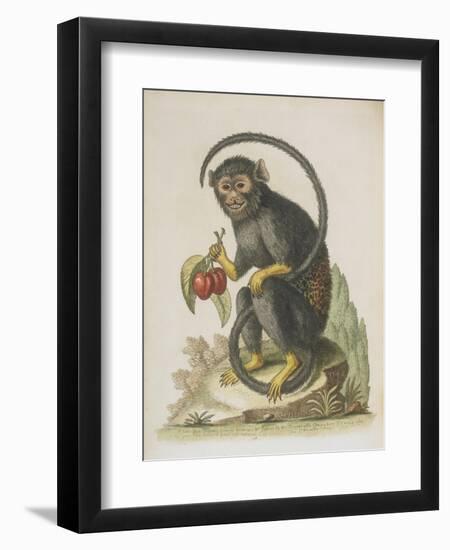 Monkey-null-Framed Giclee Print