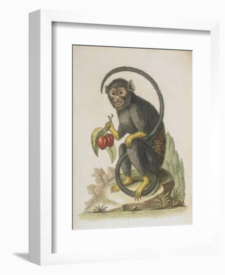 Monkey-null-Framed Giclee Print