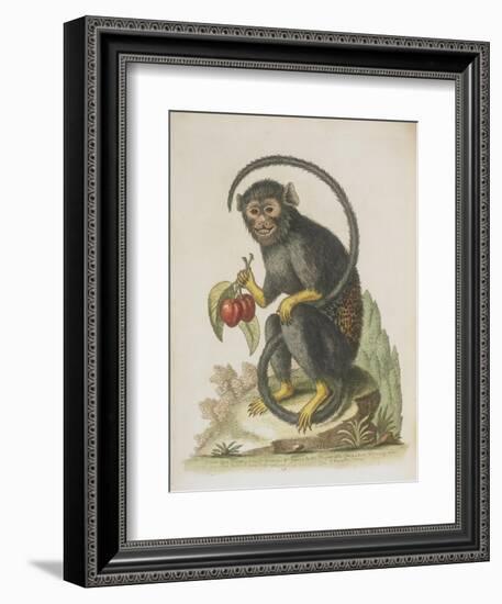 Monkey-null-Framed Giclee Print