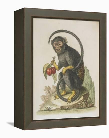 Monkey-null-Framed Premier Image Canvas