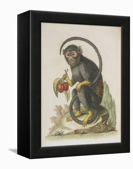 Monkey-null-Framed Premier Image Canvas