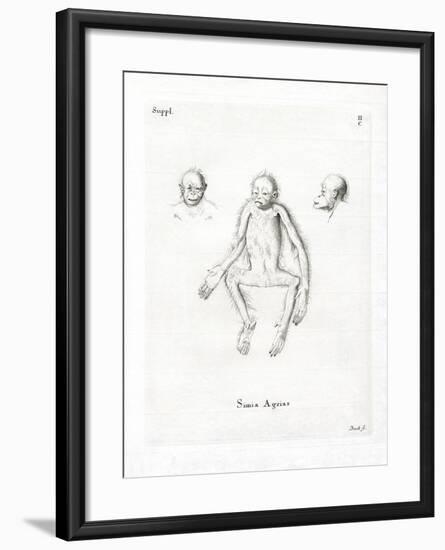 Monkey-null-Framed Giclee Print