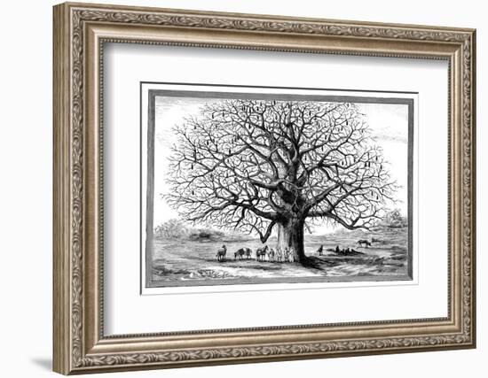 Monkeybread Tree, 19th Century-Science Photo Library-Framed Photographic Print