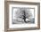 Monkeybread Tree, 19th Century-Science Photo Library-Framed Photographic Print