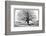 Monkeybread Tree, 19th Century-Science Photo Library-Framed Photographic Print