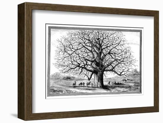 Monkeybread Tree, 19th Century-Science Photo Library-Framed Photographic Print