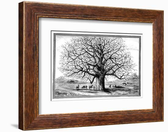 Monkeybread Tree, 19th Century-Science Photo Library-Framed Photographic Print