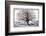 Monkeybread Tree, 19th Century-Science Photo Library-Framed Photographic Print