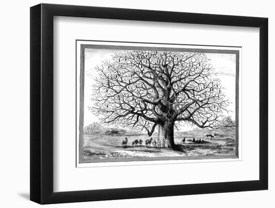 Monkeybread Tree, 19th Century-Science Photo Library-Framed Photographic Print