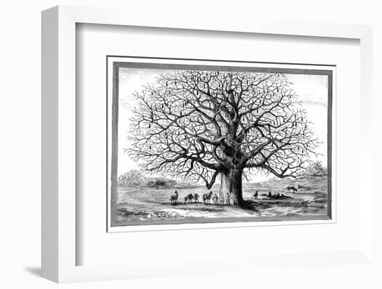 Monkeybread Tree, 19th Century-Science Photo Library-Framed Photographic Print