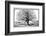 Monkeybread Tree, 19th Century-Science Photo Library-Framed Photographic Print