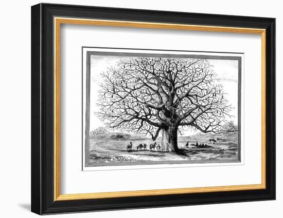 Monkeybread Tree, 19th Century-Science Photo Library-Framed Photographic Print