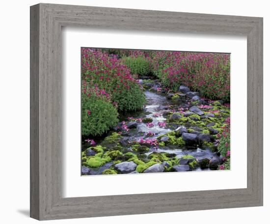 Monkeyflowers along Paradise Creek, Mt. Rainier National Park, Washington, USA-Jamie & Judy Wild-Framed Photographic Print