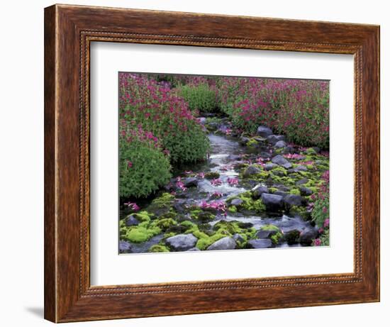 Monkeyflowers along Paradise Creek, Mt. Rainier National Park, Washington, USA-Jamie & Judy Wild-Framed Photographic Print