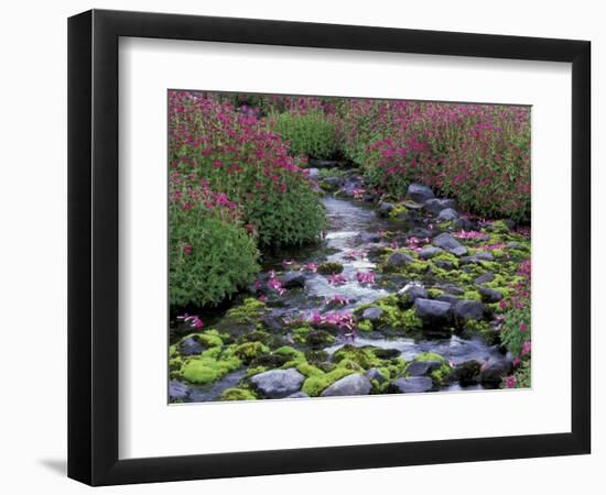 Monkeyflowers along Paradise Creek, Mt. Rainier National Park, Washington, USA-Jamie & Judy Wild-Framed Photographic Print