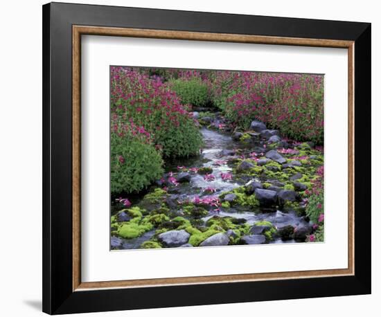 Monkeyflowers along Paradise Creek, Mt. Rainier National Park, Washington, USA-Jamie & Judy Wild-Framed Photographic Print