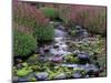 Monkeyflowers along Paradise Creek, Mt. Rainier National Park, Washington, USA-Jamie & Judy Wild-Mounted Photographic Print