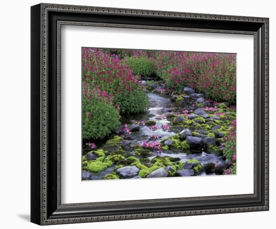 Monkeyflowers along Paradise Creek, Mt. Rainier National Park, Washington, USA-Jamie & Judy Wild-Framed Photographic Print