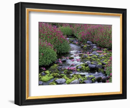 Monkeyflowers along Paradise Creek, Mt. Rainier National Park, Washington, USA-Jamie & Judy Wild-Framed Photographic Print