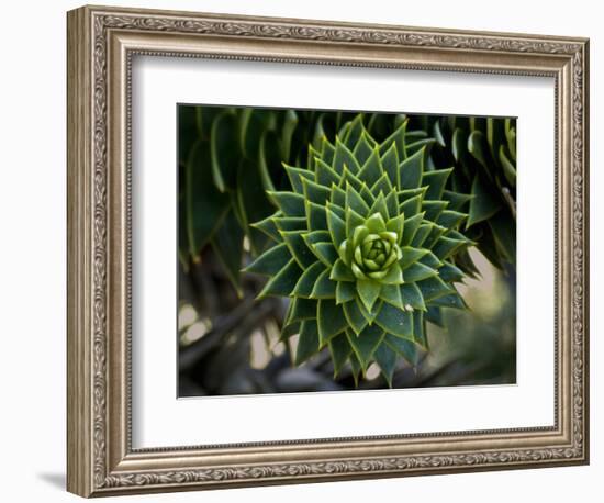 Monkeypuzzle Trees, Huerquehue National Park, Chile-Scott T. Smith-Framed Photographic Print