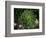 Monkeypuzzle Trees, Huerquehue National Park, Chile-Scott T. Smith-Framed Photographic Print