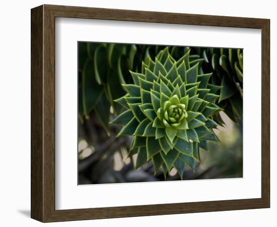 Monkeypuzzle Trees, Huerquehue National Park, Chile-Scott T. Smith-Framed Photographic Print