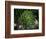 Monkeypuzzle Trees, Huerquehue National Park, Chile-Scott T. Smith-Framed Photographic Print