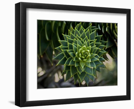 Monkeypuzzle Trees, Huerquehue National Park, Chile-Scott T. Smith-Framed Photographic Print