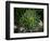 Monkeypuzzle Trees, Huerquehue National Park, Chile-Scott T. Smith-Framed Photographic Print