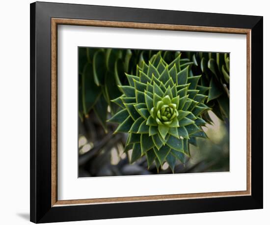 Monkeypuzzle Trees, Huerquehue National Park, Chile-Scott T. Smith-Framed Photographic Print