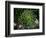 Monkeypuzzle Trees, Huerquehue National Park, Chile-Scott T. Smith-Framed Photographic Print