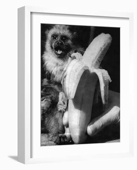 Monkeys and Marmosets, September 1955-null-Framed Photographic Print